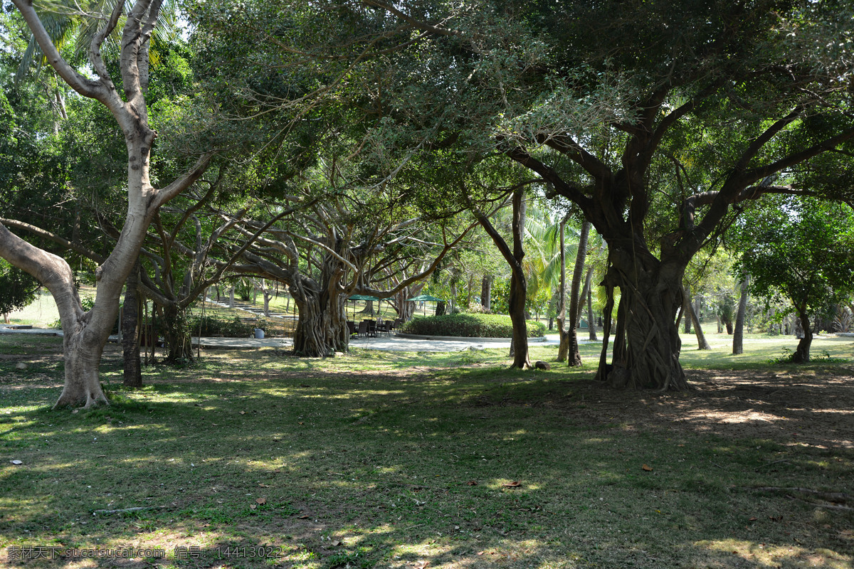 海南 榕树 绿地 公园 树林 树木 园林 自然景观 自然风景