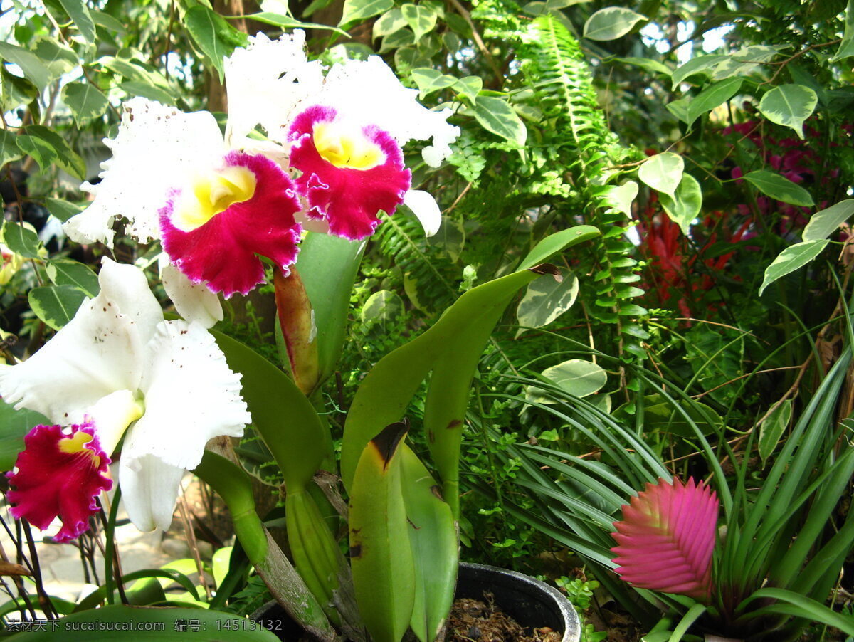 非洲 兰 白色 花草 花朵 摄影图库 生物世界 非洲兰 2008 春季 花展 psd源文件