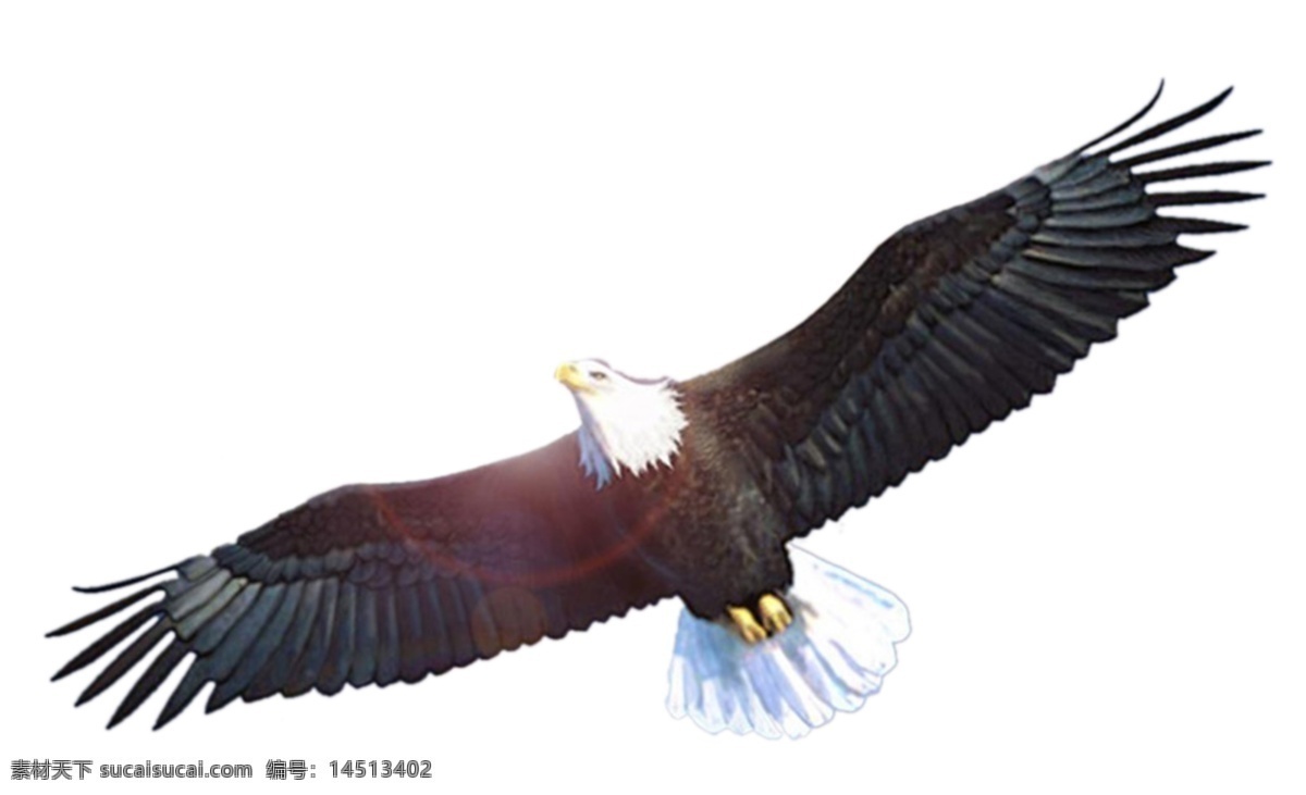 飞翔的鹰 鹰 飞翔 分层 鹰psd 源文件库 300