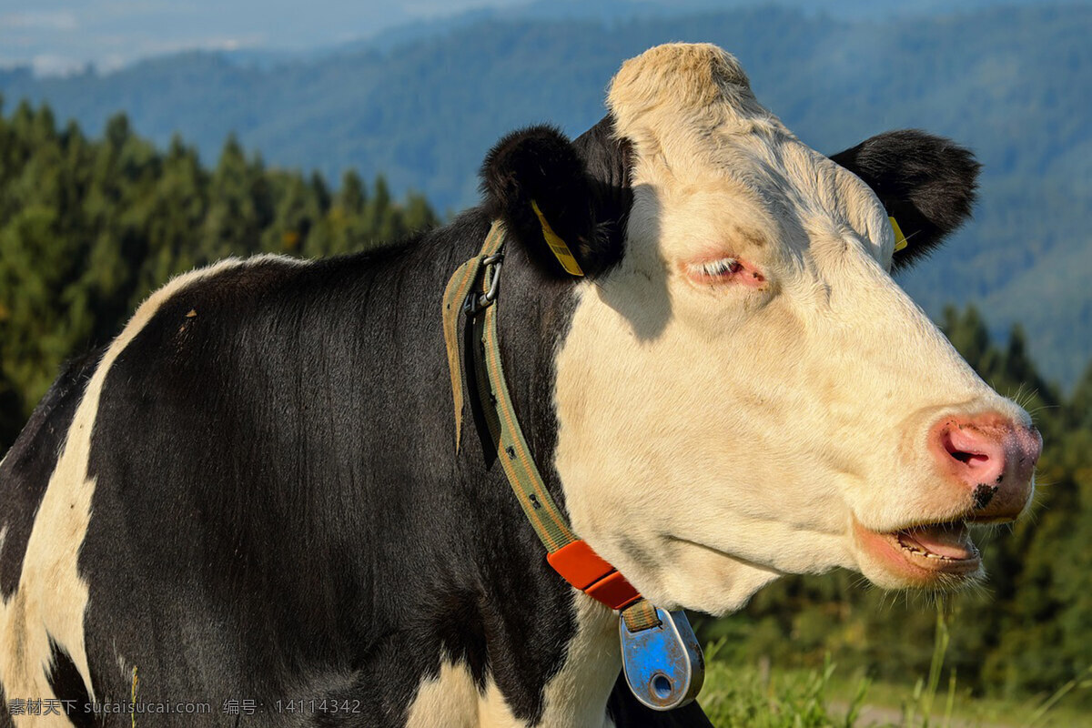牛 牛高清图片 牛素材 奶牛 黑牛 大黑牛 牛牛 牛图片 牛摄影图 牛卡通 牛宝宝 蒙古牛 肉牛