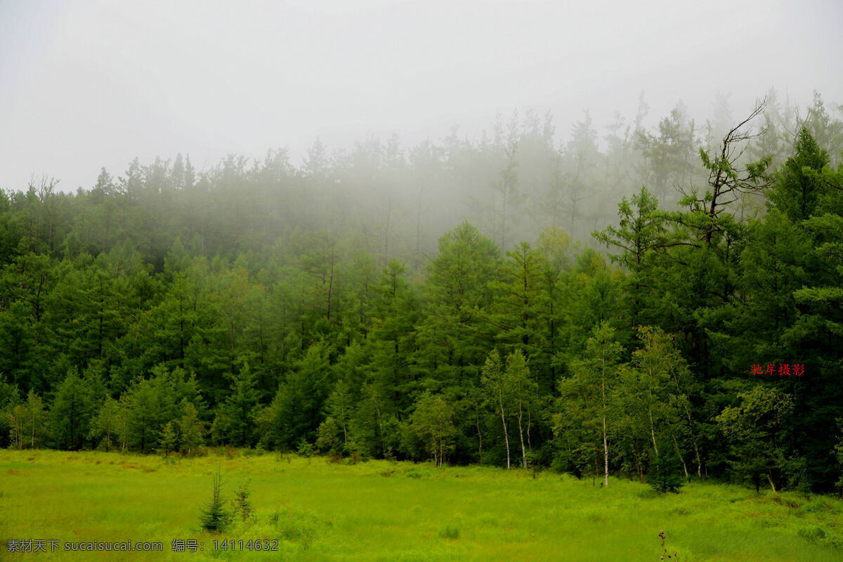 林地 树林 草地 薄雾 绿 青翠 自然景观 自然风景