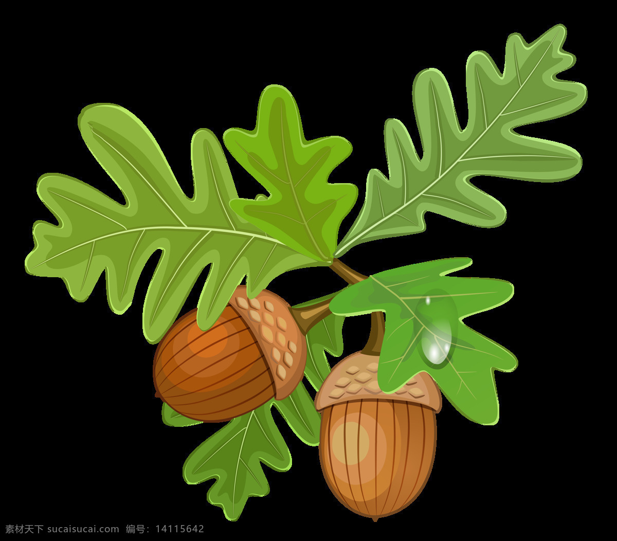 橡子 橡实 橡果 果实 坚果 绿叶 橡树 松鼠零食 松子 松果 设计素材 海报素材 生物世界