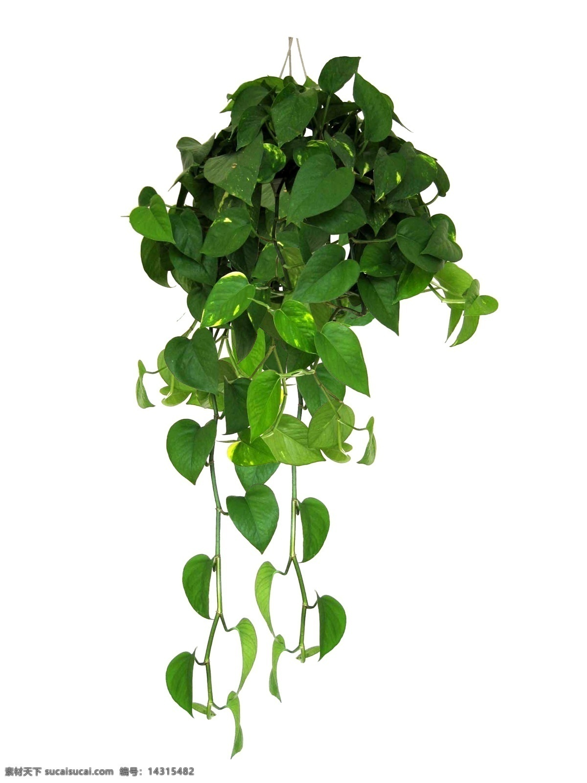 吊绿萝 绿萝 绿色植物 植物 装饰植物 分层 源文件库 300