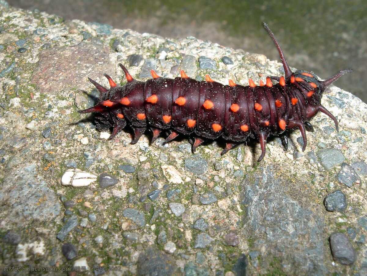 昆虫虫子 吸血虫 昆虫 虫子 软体动物 生物世界