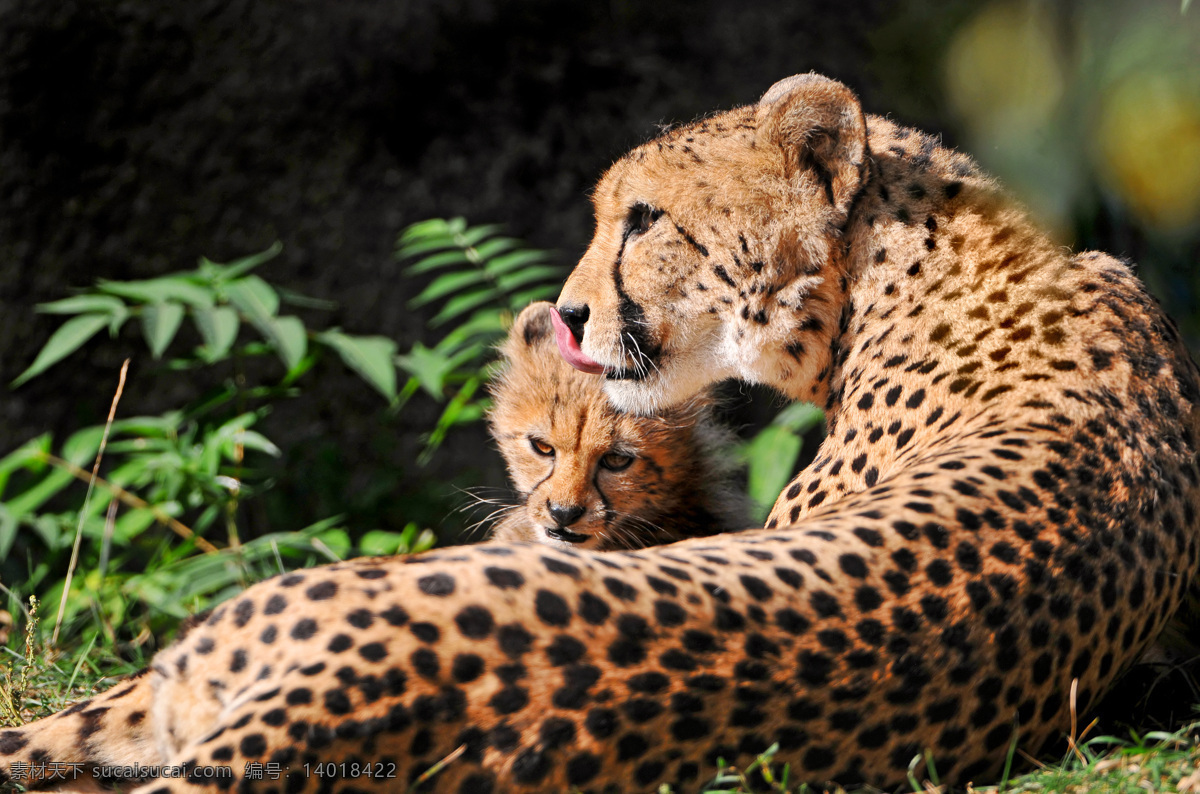 花豹 猎豹 母子 豹子 母豹 趴着 野生动物 生物世界