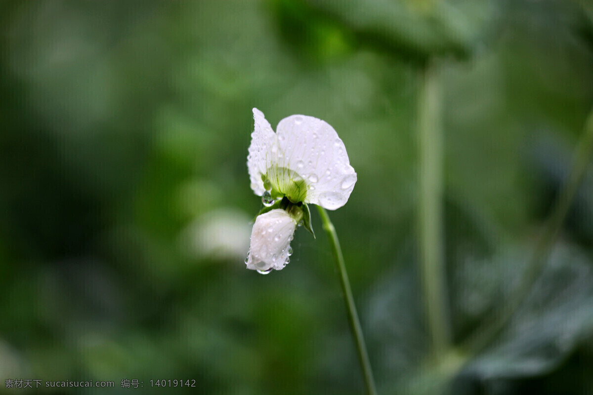 雨中豌豆花 摄影图库 生物世界 动植物 豆科花卉 花草