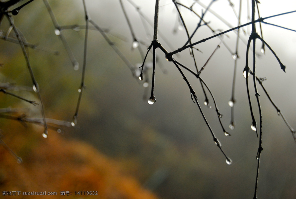 露珠 国内旅游 景观 旅游 旅游摄影 树枝 水滴 下雨天 雨水 psd源文件