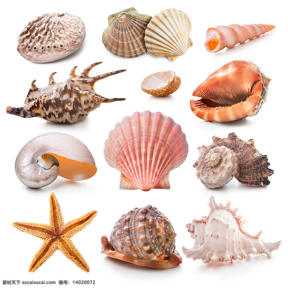 种 海洋 贝类 高清 动物图片 海洋生物 贝壳 扇贝 鹦鹉螺 海星 海螺 高清图片 白色