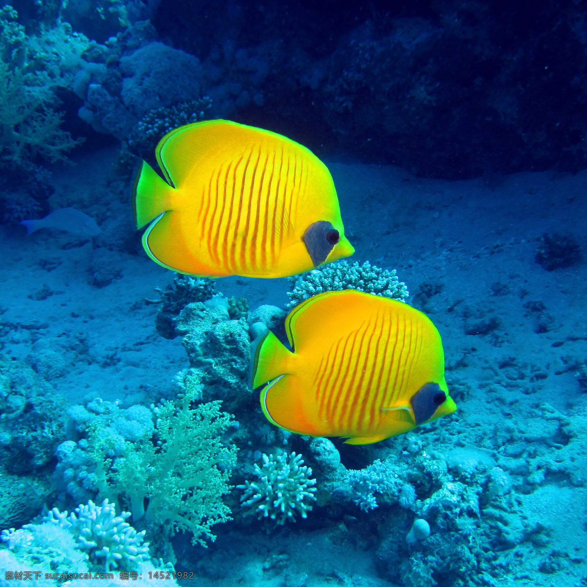 海底 水中 鱼 鱼类动物 海底生物 水中生物 海洋生物 海洋动物 动物世界 生物世界