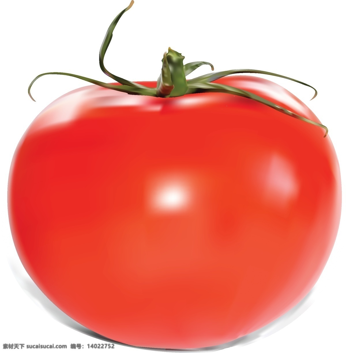 休闲 有机 蔬菜 西红柿 透明元素 ai元素 免抠元素