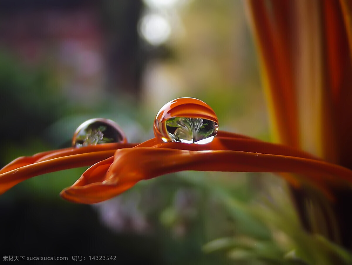 花朵上的水珠 花朵 水珠 高清 简约 清新