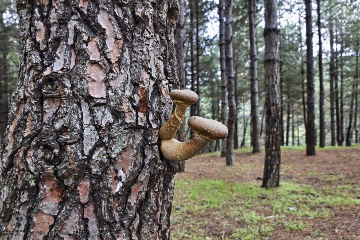 松树上的蘑菇 松树 树干上的蘑菇 菌类植物 菌类生物 蘑菇摄影 其他类别 生活百科 灰色