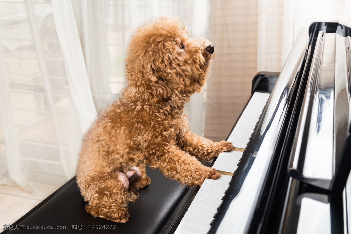 弹 钢琴 可爱 小狗 可爱宠物狗 动物 动物世界 陆地动物 狗狗图片 生物世界