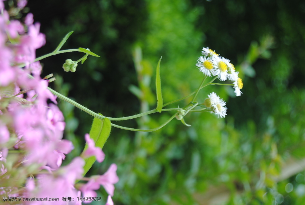 小 野花 白色小花 春天 花草 生物世界 小野花 飞蓬花 psd源文件