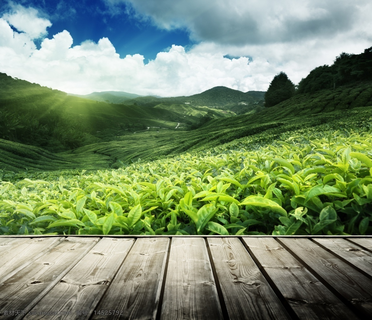 叶海报 茶叶 天空 茶叶素材 茶叶包装 茶叶模板 茶叶挂图 茶叶文化 茶叶展架 茶叶展板 茶叶名片 茶叶人物 茶叶广告 茶叶茶馆 绿茶茶叶 铁观音茶叶 碧螺春茶叶 西湖龙井茶叶 龙井茶叶 茶叶设计 名茶叶 茶叶茶园 茶叶采摘 茶叶工序 天然茶园 古代茶叶 中国茶叶 食茶养生 茶文化展板 黑色