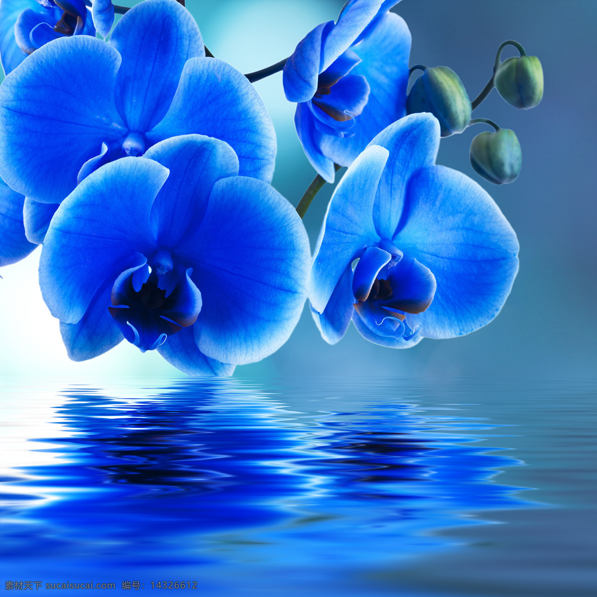 美丽 蓝色 蝴蝶兰 高清 花朵 兰花 花卉