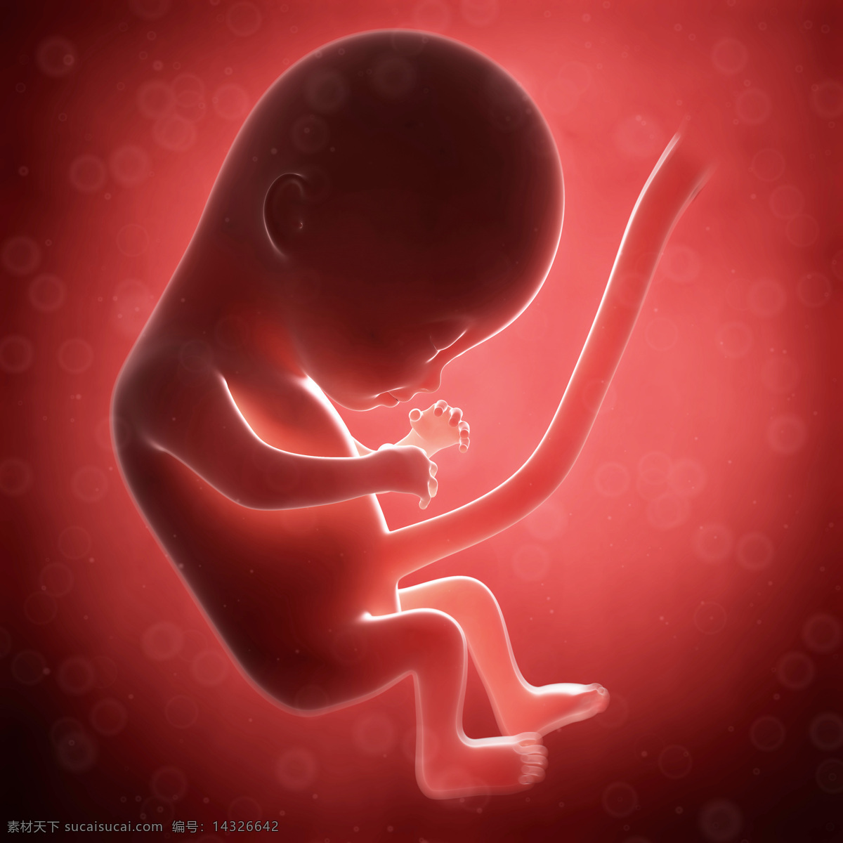 脐带 连接 胎儿 婴儿 发育 孕育 胚胎发育 儿童图片 人物图片