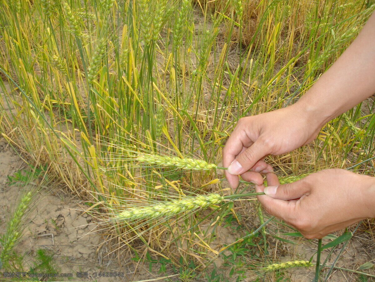 田间 小麦 对比 麦穗 现代科技 盐碱地 田间小麦 蜡熟期 农业生产 矢量图 日常生活