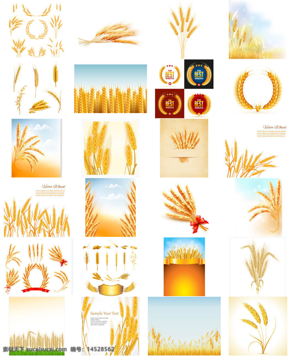 金黄的小麦 小麦 金黄 农作物 白色
