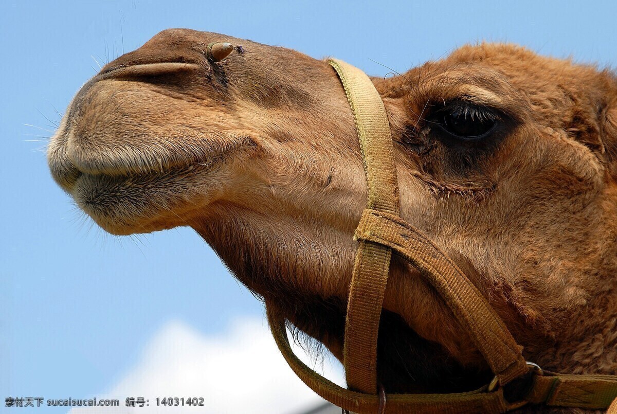 骆驼头部 特写 骆驼 头部 仰望 蓝天 生物世界 野生动物