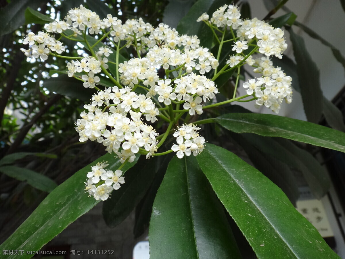 桂花 白色花 花朵 八月桂花 花香 绿叶 春天 绿植 花草 生物世界 陕西汉中