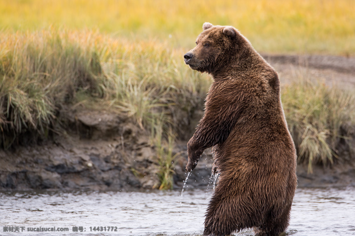 水里 站立 狗熊 熊 动物 野生动物 动物世界 陆地动物 动物摄影 生物世界