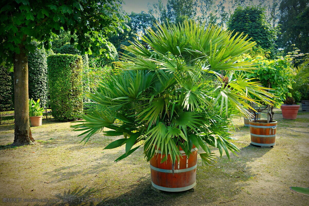 绿色植物 盆栽 种植 观赏植物 植物 绿色植被 花盆 盆栽植物 花卉 花草 植被 生物世界