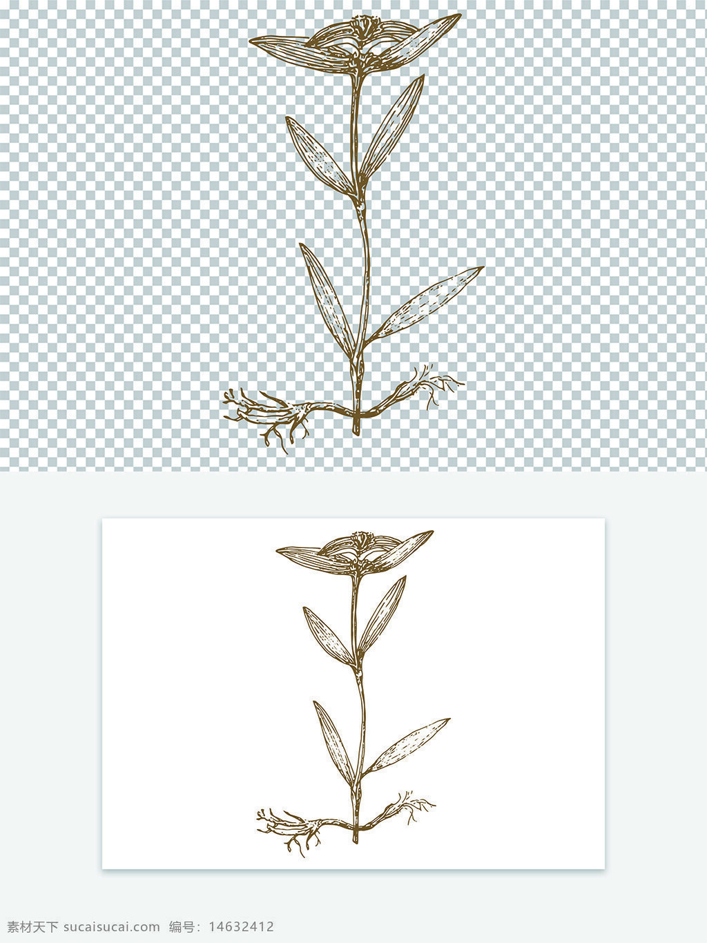 古代版画 矢量图案 手绘线稿 中药材 秦艽 植物插图 中药插画 草本植物 药用植物 传统中医 中药素材 黑白线稿 医学图谱