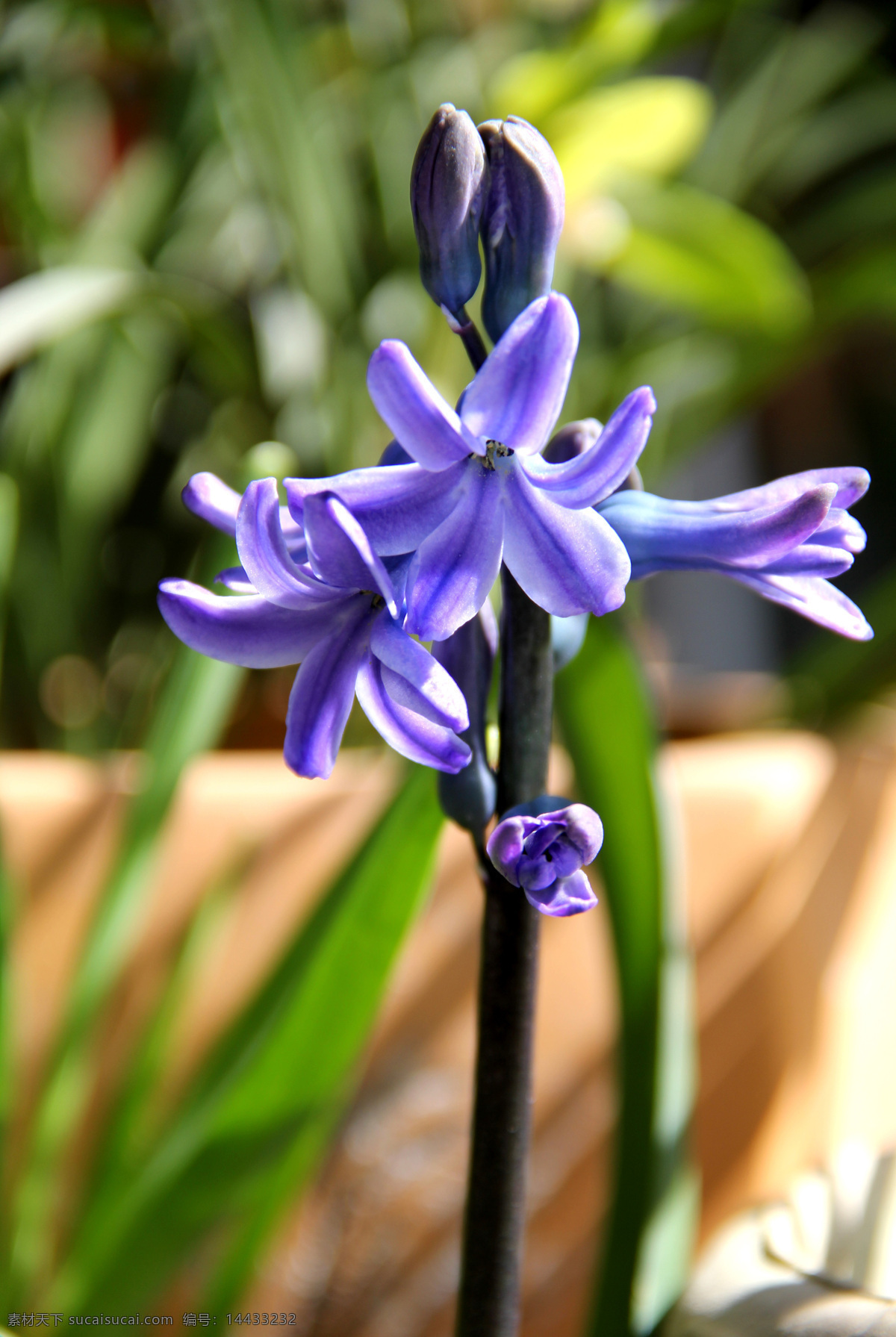 紫的风信子 风信子 花卉 绿化 植物 生物世界 花草 黑色