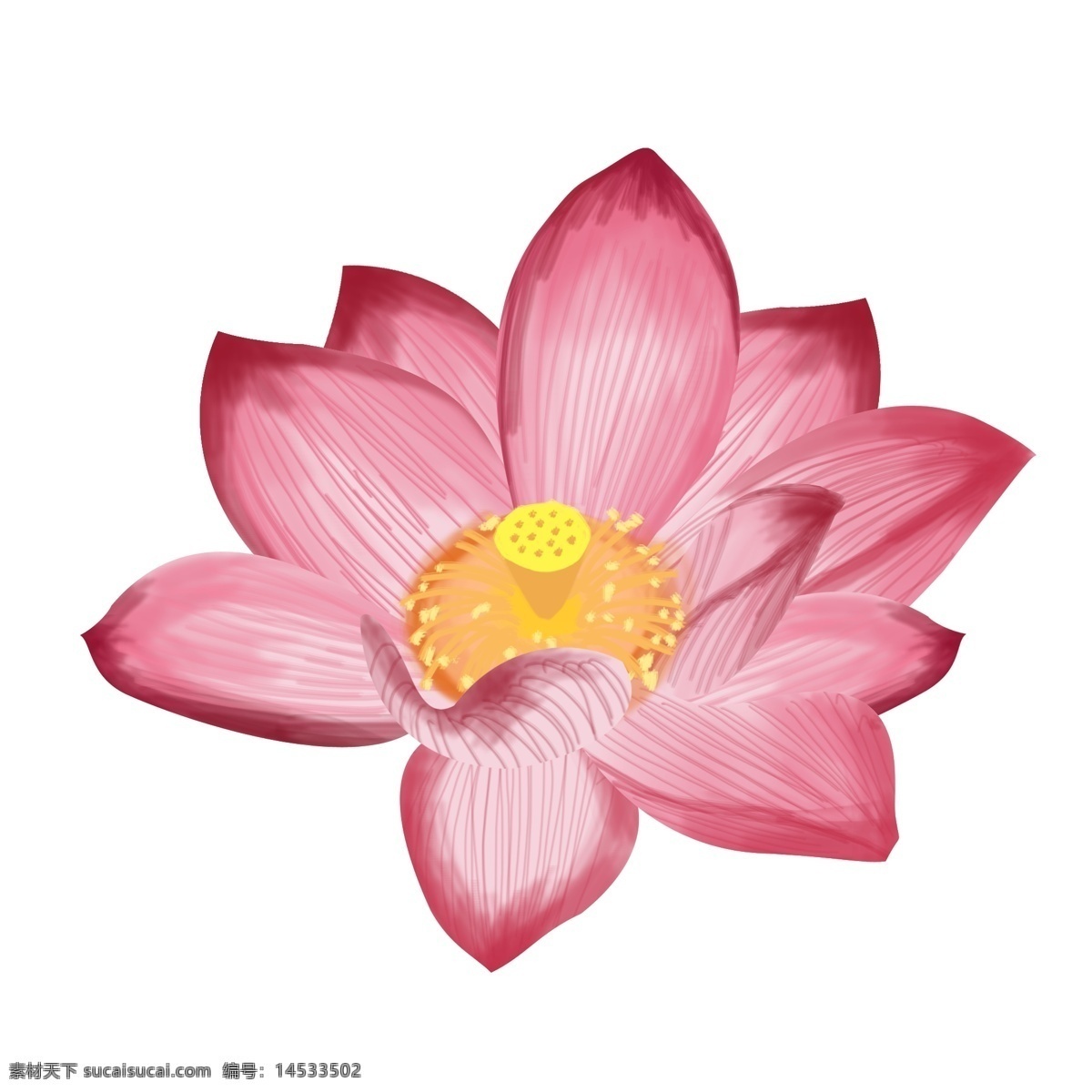 手绘 荷花 原创 彩色 卡通 免抠 透明底 无背景 平面设计 装饰 小清新 通用