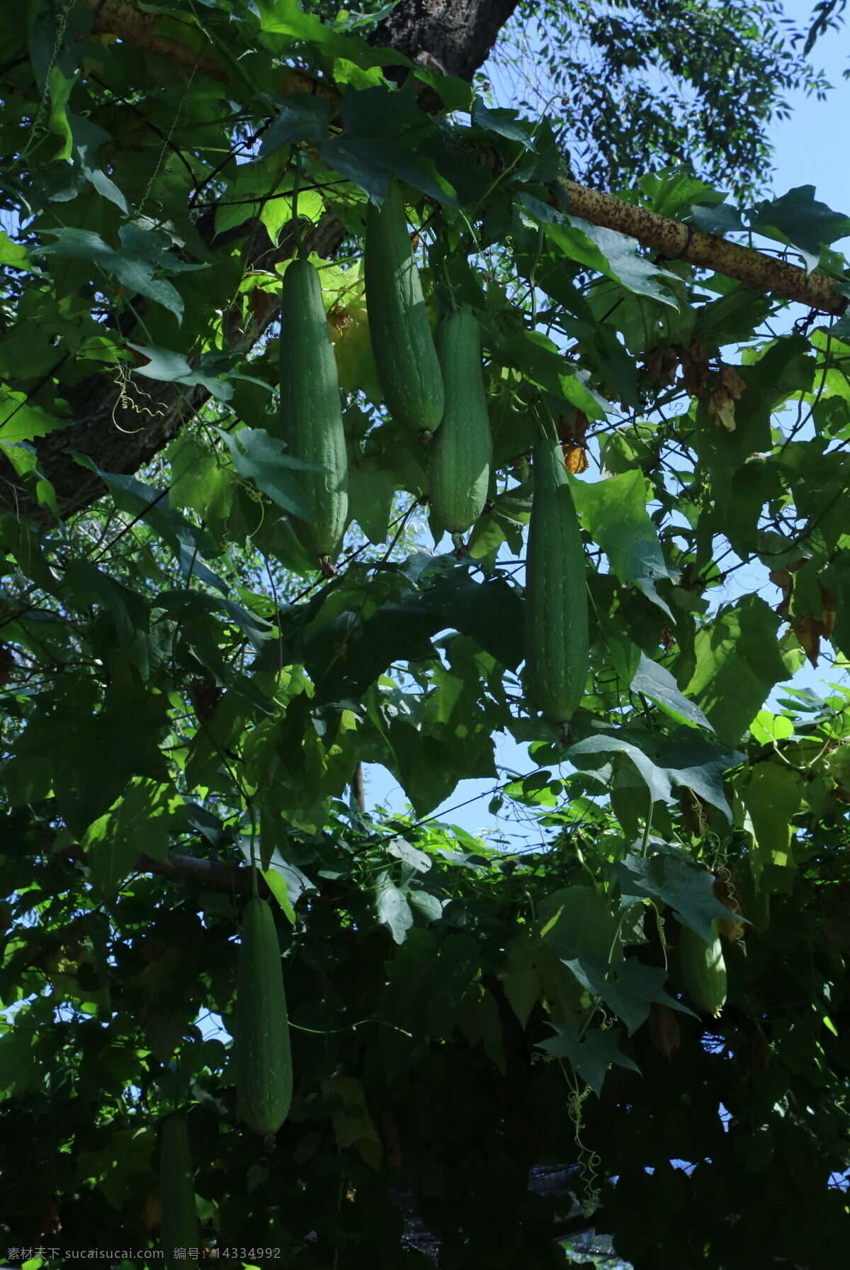 丝瓜 爬藤植物 园林风景 都市风貌 果实 果蔬 观赏植物 花卉 绿化景观 植物 果品果实 生物世界 蔬菜