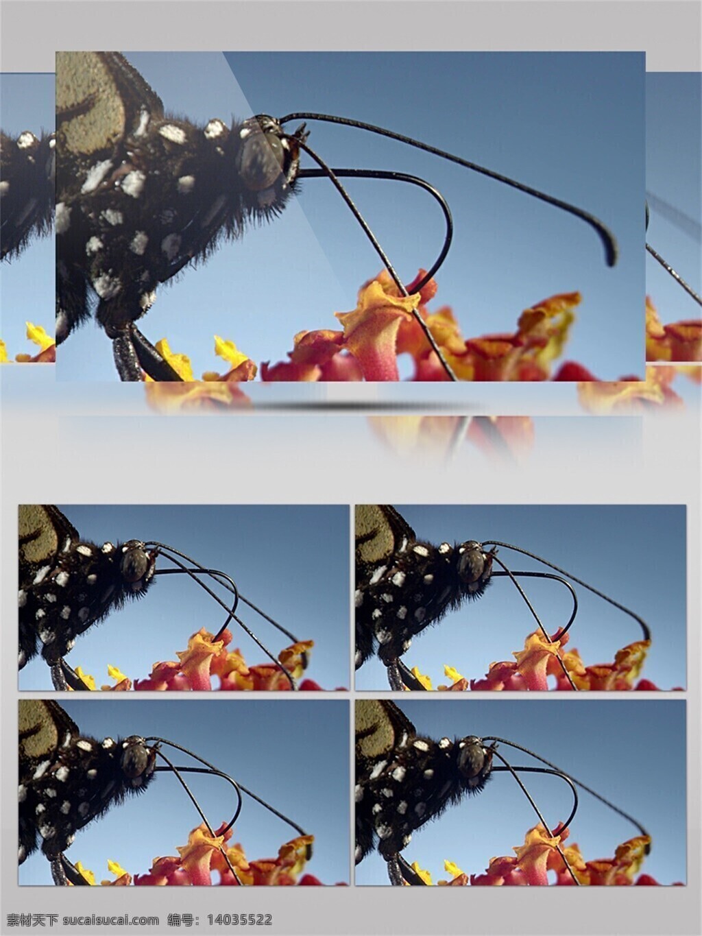 采花 大 蝴蝶 视频 音效 花卉 黑色 斑点 生物 自然 展翅 视频音效