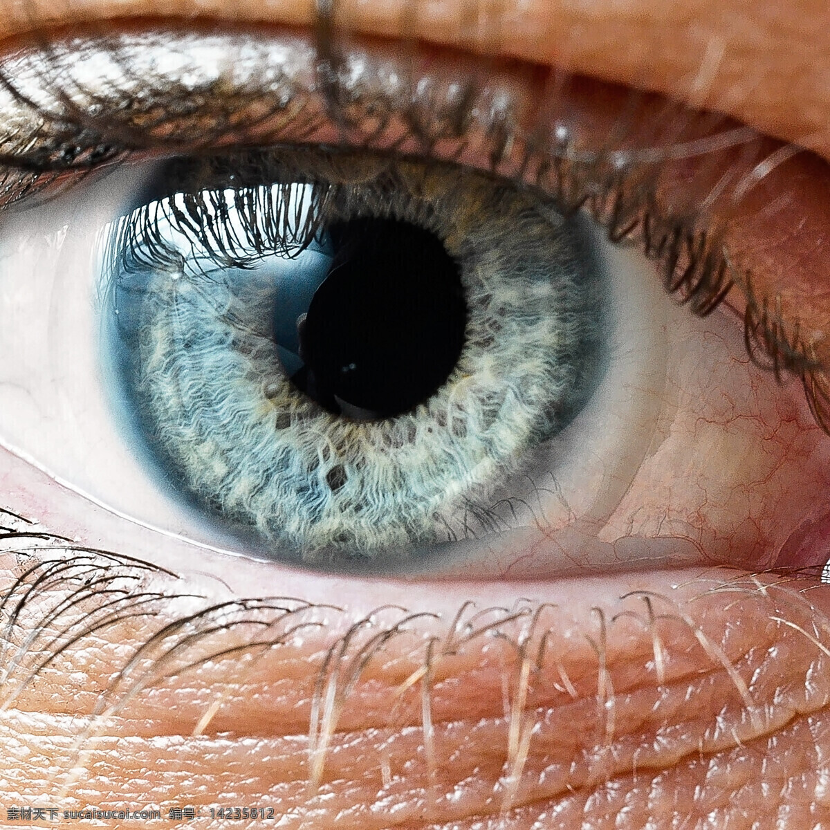 放大 眼睛 视网膜 眼球 眼球结构组织 瞳孔 性感美女 人体器官 人体器官图 人物图片