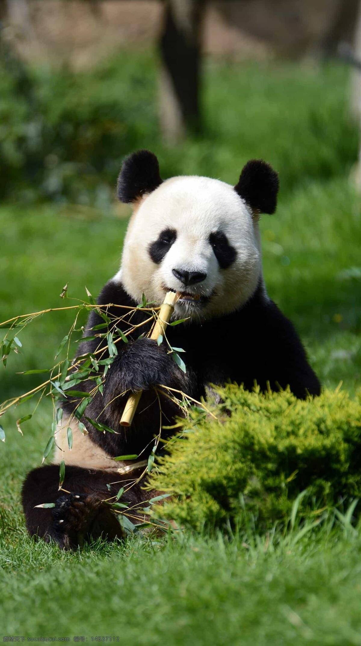 熊猫图片 熊猫 可爱 国宝 动物 黑白 呆萌 爬树 中国