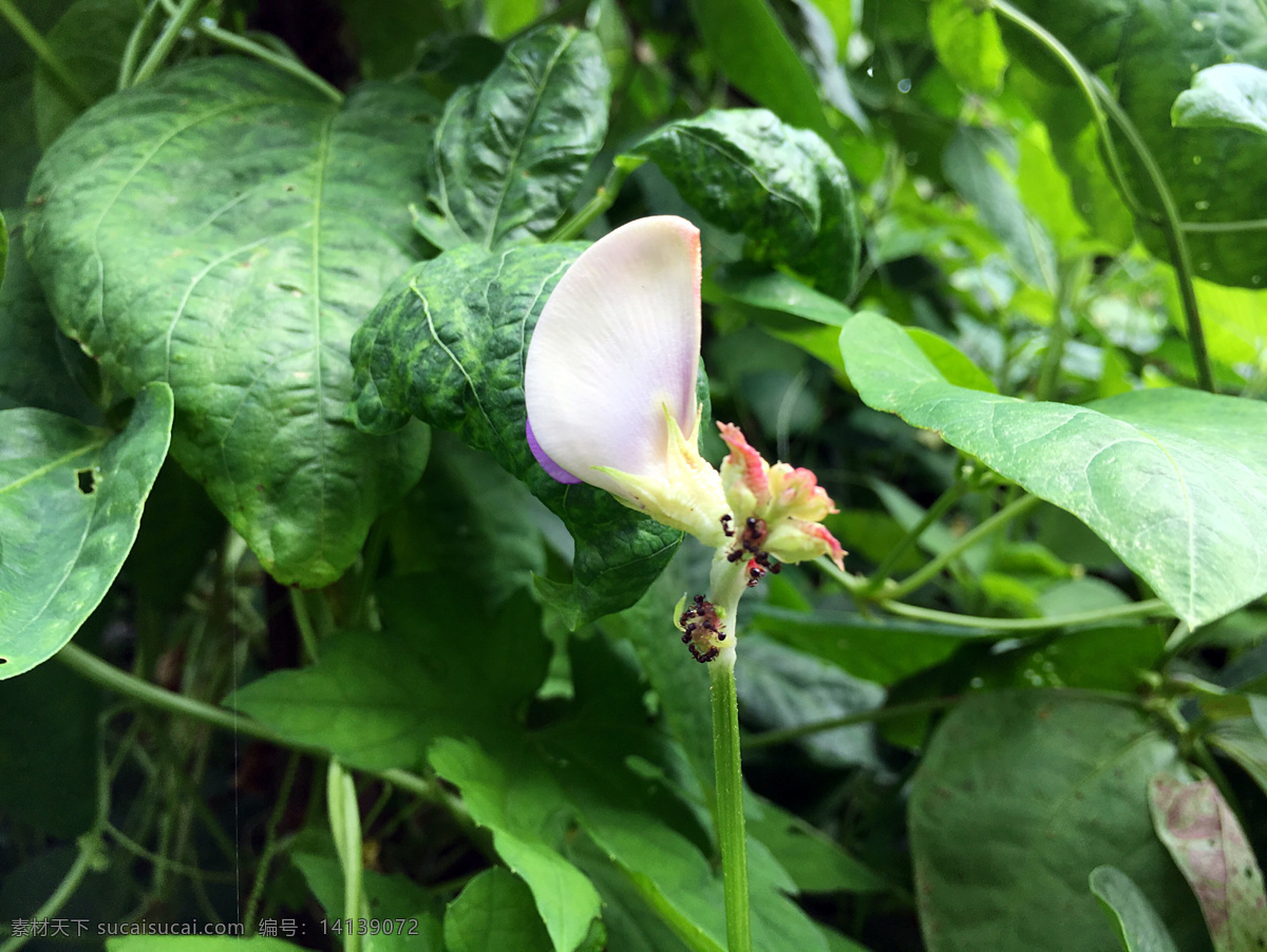 绿叶 菜苗 鲜花 蔬菜 豆角苗 阳光 绿植物 农村 菜园 花卉 鲜艳 高清 壁纸 菜肴 食材 农作物 小清新 豆角花 生物世界