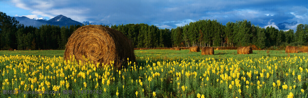 树林 黄花 上 草堆 宽幅 全景 田园 风景 黄色花朵 农田 田园风光 自然景观