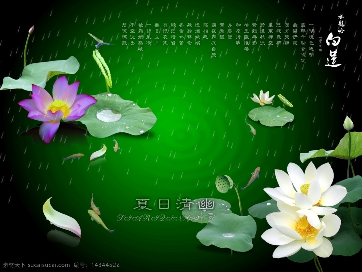 夏日 清幽 分层 白莲 荷花 荷叶 花瓣 平面模板 其他模板 蜻蜓 水珠 鱼 夏日清幽 雨 源文件库 psd源文件