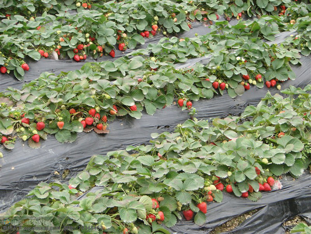 草莓园 丰收的季节 草莓图片 一片草莓地 红草莓 绿色风景 草莓 田园风光 绿色风景素材 jpg图片 自然景观