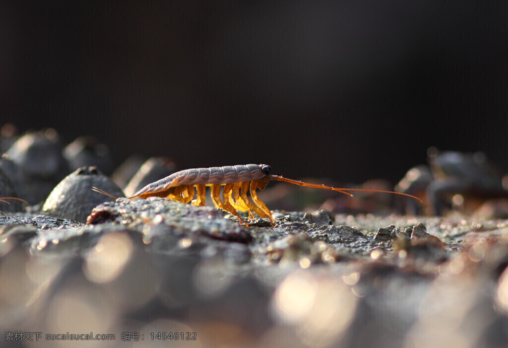 海蟑螂 藤壶 长长的触须 岩石 橙色的外壳 透明的节肢