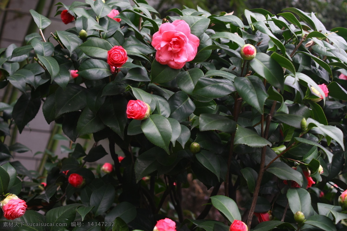 山茶花 茶花 红色山茶花 山茶花特写 美丽山茶花 花卉 花 草 树木 生物世界 花草