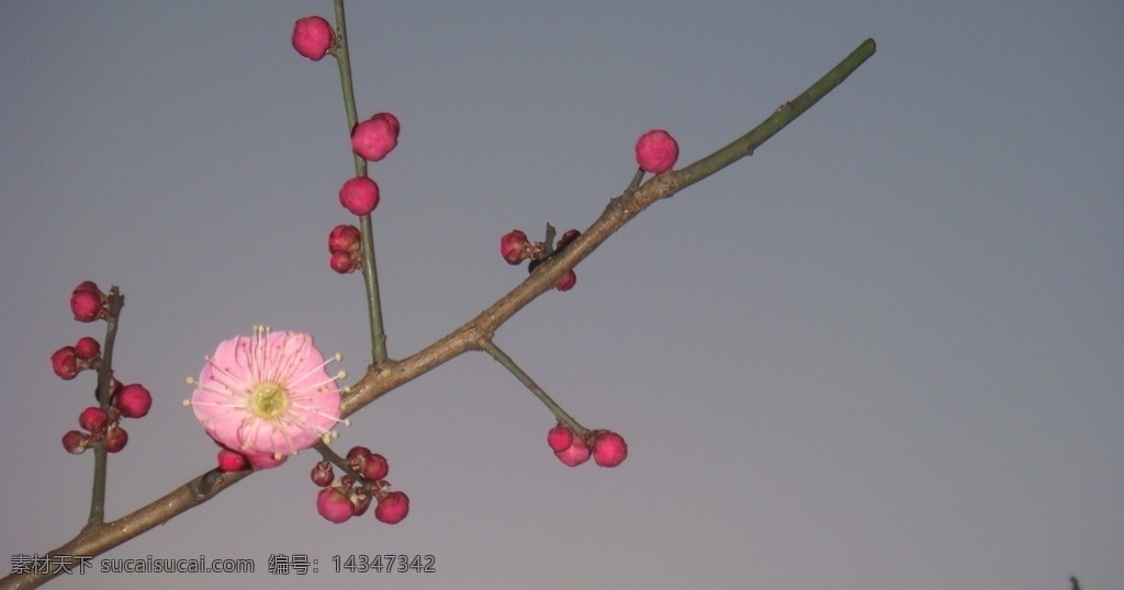 夜问腊梅 夜景 腊梅 梅花 一枝独秀 生物世界 花草