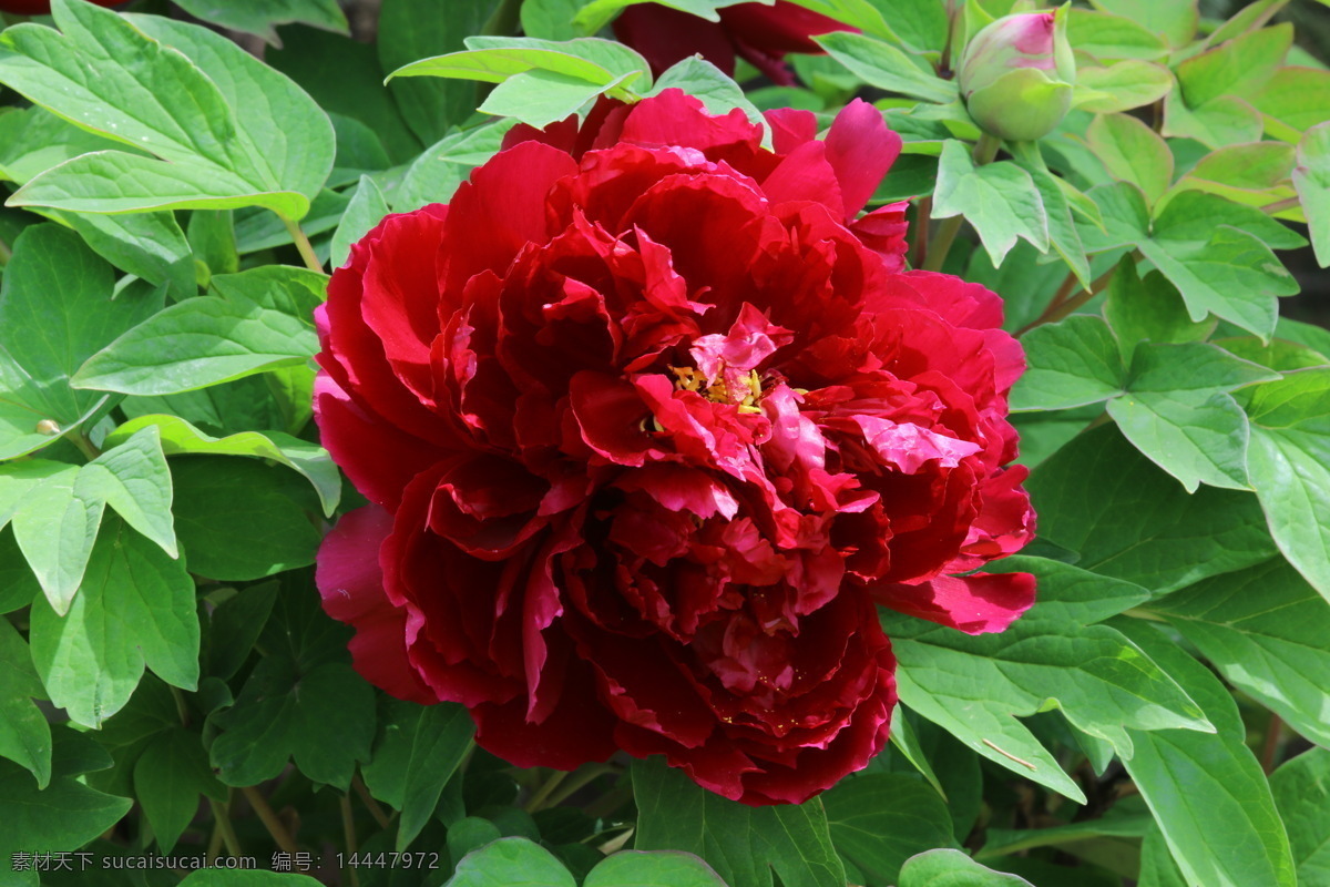 牡丹花 牡丹 观赏花卉 鼠姑 木芍药 百雨金 洛阳花 花朵 花瓣 花蕊 花卉 花儿 花草 植物 园林绿化 绿化景观 芍药牡丹 生物世界