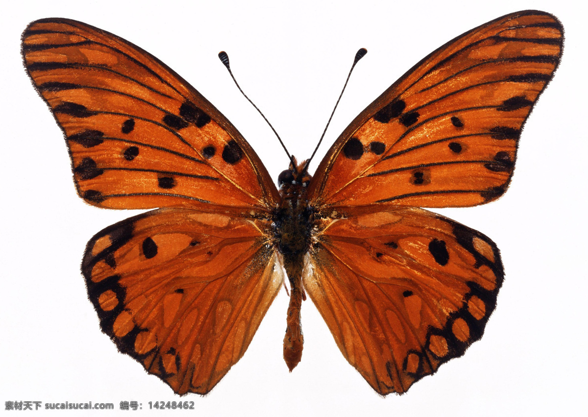 蝴蝶图片 蝴蝶 动物 昆虫 自然动物 触角 生物世界