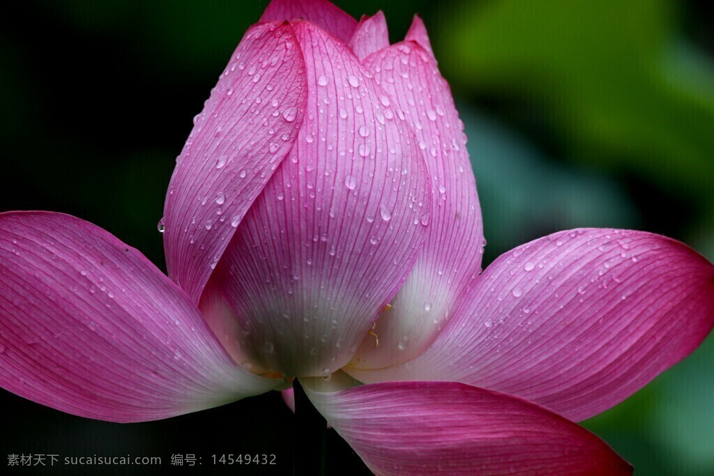 粉红色 雨滴 荷花 娇艳欲滴 虚化背景