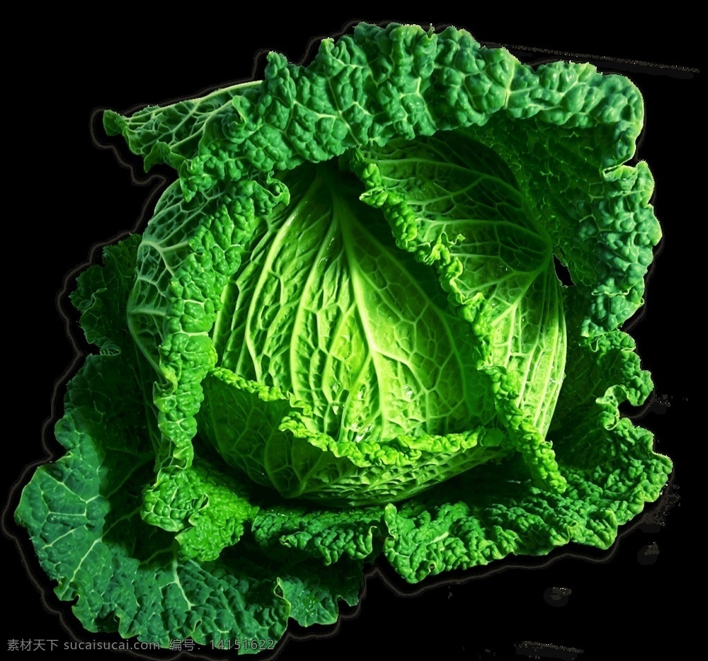 大白菜 绿色 png图片 蔬菜 生物世界