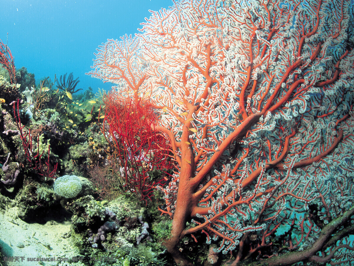 大海 海底 海洋生物 海洋世界 红珊瑚 奇异 潜水 热带 珊瑚 珊瑚虫 珊瑚礁 深海 蓝海水 自然 特写 植物 鱼类 海底景色 岩石 海石 海洋生态 生物世界