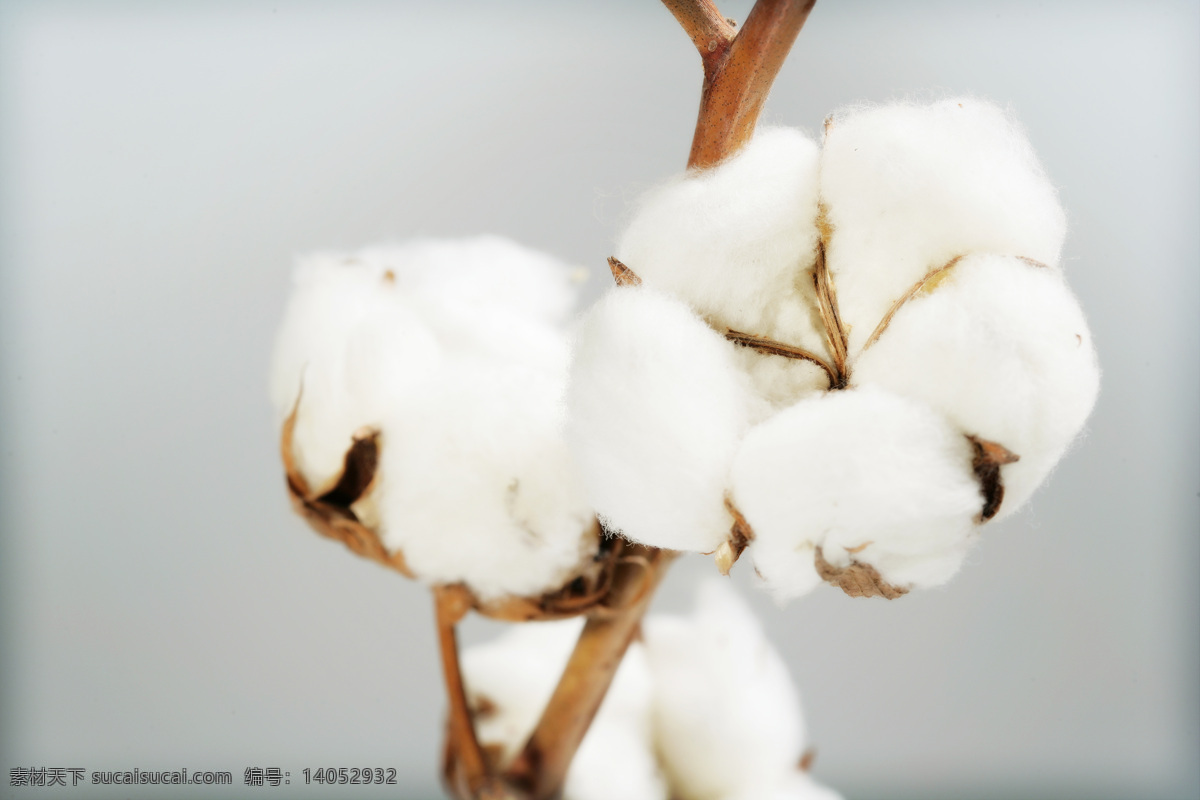 棉花图片 棉花 清新 高清 花朵 静物 花草 生物世界
