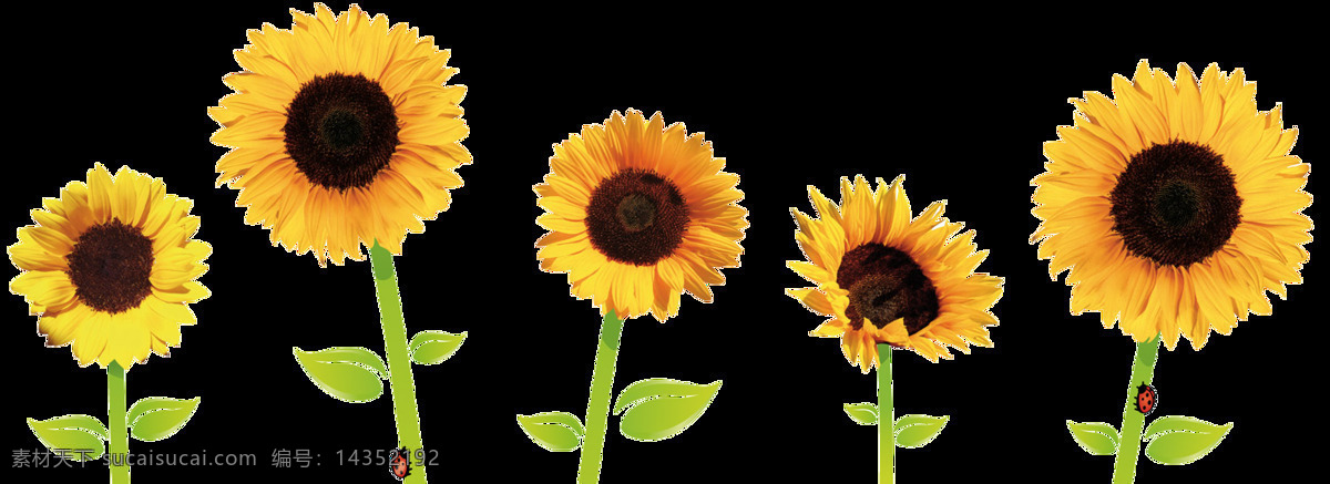 五 朵 黄色 太阳花 免 抠 透明 图 层 高清 向日葵 卡通 背景图片 唯美 美丽 大全 太阳花图片 黄色向日葵