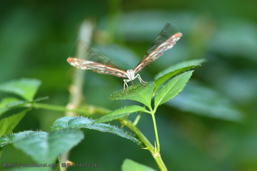 蝴蝶 小环蛱蝶 绿叶 扇动的翅膀 长长的喙 虚影
