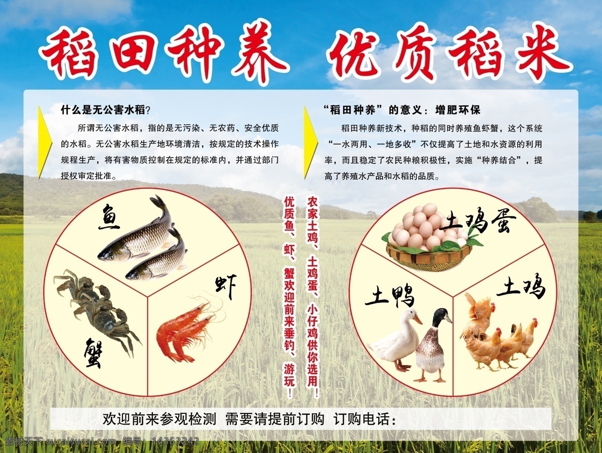 水稻田 种养 展板 鱼虾蟹 鸡鸭蛋 健康优质大米 展板模板